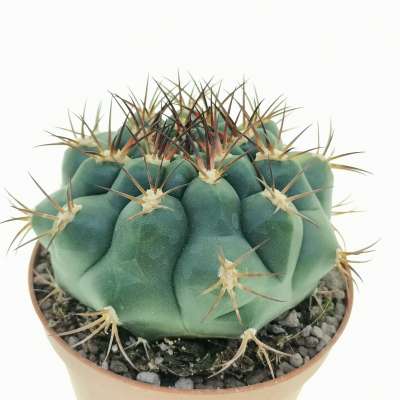 Gymnocalycium pflanzii variegato - Giromagi