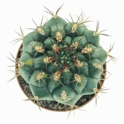 Gymnocalycium pflanzii variegato - Giromagi
