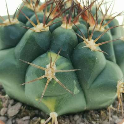 Gymnocalycium pflanzii variegato - Giromagi