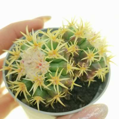 Echinocactus grusonii var. intermedius (Cuscino della suocera)