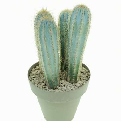 Pilosocereus odilensis - Giromagi