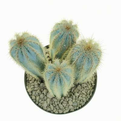 Pilosocereus odilensis - Giromagi