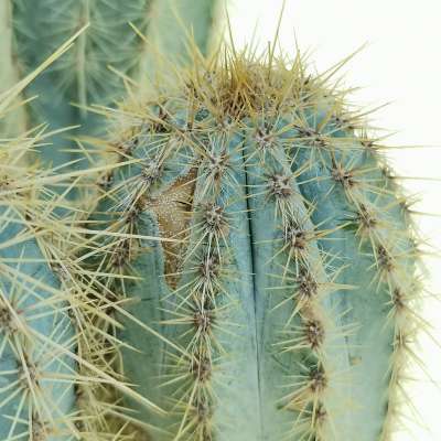 Pilosocereus odilensis - Giromagi