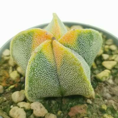 Astrophytum myriostigma cv. Koh-yo - Giromagi
