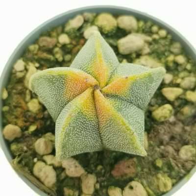 Astrophytum myriostigma cv. Koh-yo - Giromagi