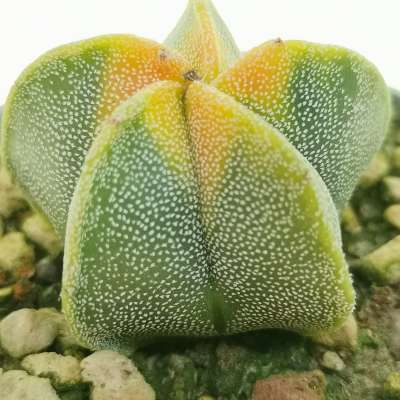 Astrophytum myriostigma cv. Koh-yo - Giromagi