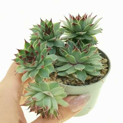 Sempervivum calcareum 'Sir William Lawrence'