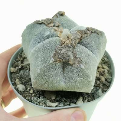 Astrophytum myriostigma f. mostruosa