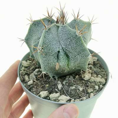 Astrophytum hybrid cv. Curlispine Fukury (type A)