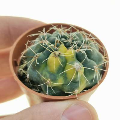 Gymnocalycium baldianum f. variegata
