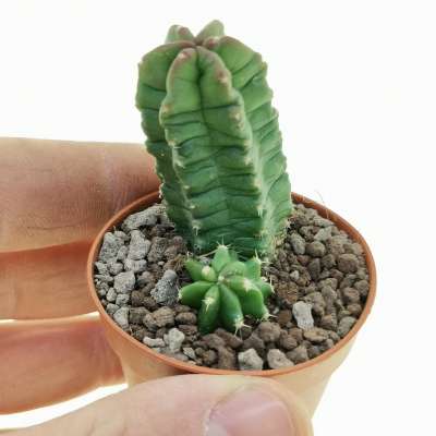 Echinocereus viereckii subs. morricalii - Giromagi