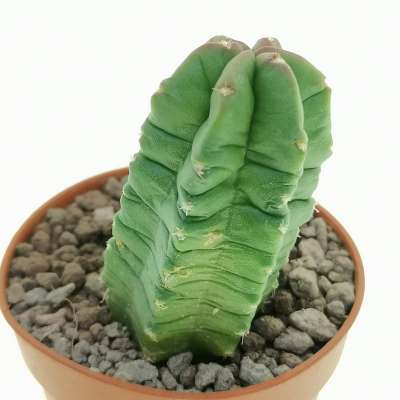 Echinocereus viereckii subs. morricalii - Giromagi