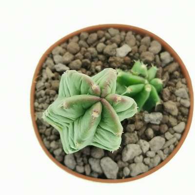Echinocereus viereckii subs. morricalii - Giromagi