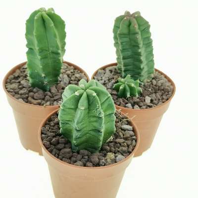 Echinocereus viereckii subs. morricalii - Giromagi