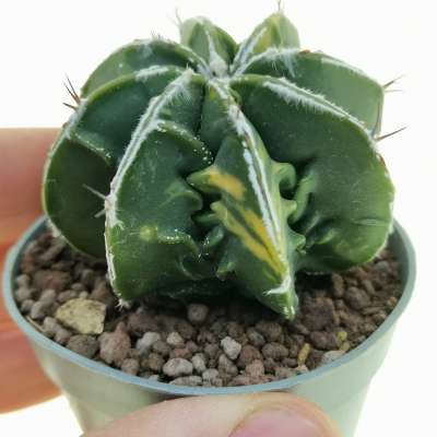 Astrophytum hybrid cv. fukuryu (Type B) Haku-Jo f. variegata
