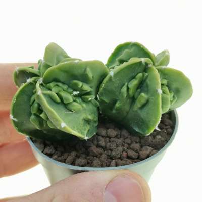 Astrophytum myriostigma cv. Fukuryu (type B) f. dicotomica nudum