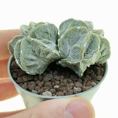 Astrophytum myriostigma cv. Fukuryu (type B) f. dicotomica