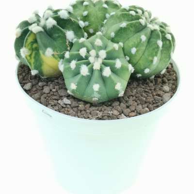 Echinopsis subdenudata cv. Fuzzy Navel f. variegata - Giromagi