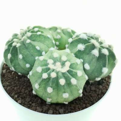 Echinopsis subdenudata cv. Fuzzy Navel f. variegata - Giromagi