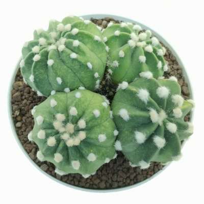 Echinopsis subdenudata cv. Fuzzy Navel f. variegata - Giromagi