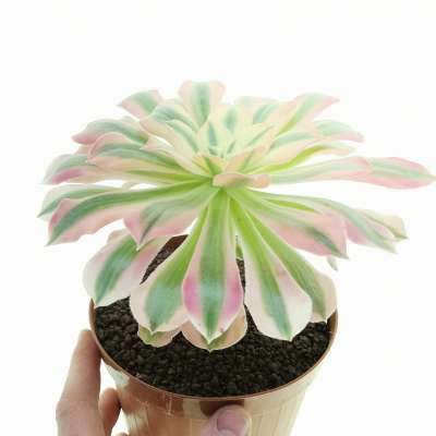 Aeonium 'Pink Witch'