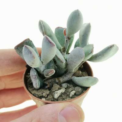 Adromischus truncatus