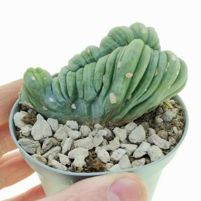 Trichocereus bridgesii mostruoso crestato