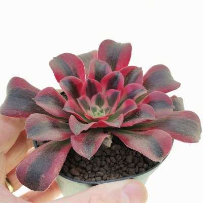 Aeonium 'Medusa'