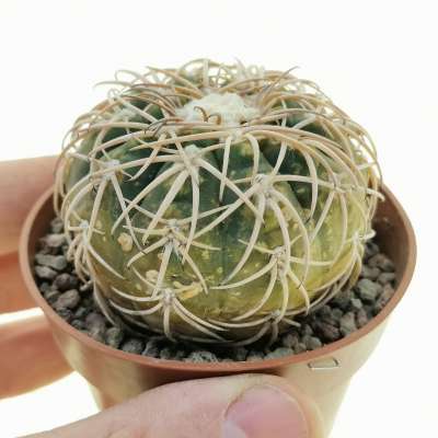 Gymnocalycium spegazzinii var. punillense