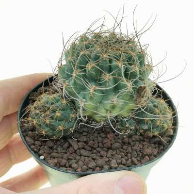 Lobivia wrightiana