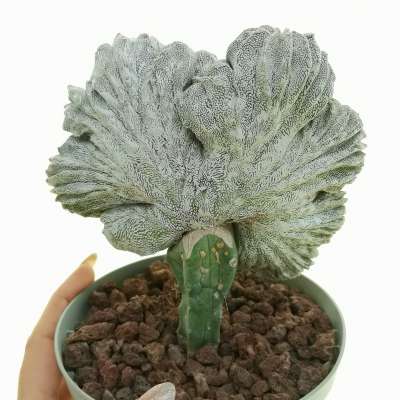 Astrophytum myriostigma cv. Onzuka f. crestata politomica