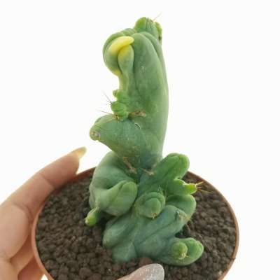 Trichocereus bridgesii mostruoso crestato variegato