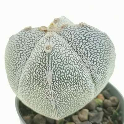 Astrophytum myriostigma cv. Onzuka quadricostatum - Giromagi