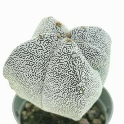 Astrophytum myriostigma cv. Onzuka Fukuryu ((Type A) quadricostatum - Giromagi