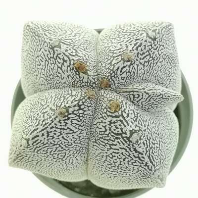 Astrophytum myriostigma cv. Onzuka Fukuryu ((Type A) quadricostatum - Giromagi
