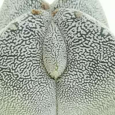 Astrophytum myriostigma cv. Onzuka Fukuryu ((Type A) quadricostatum - Giromagi