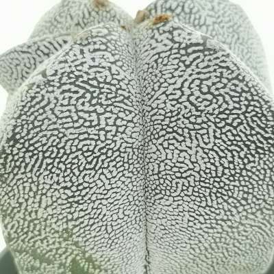 Astrophytum myriostigma cv. Onzuka Fukuryu ((Type A) quadricostatum - Giromagi