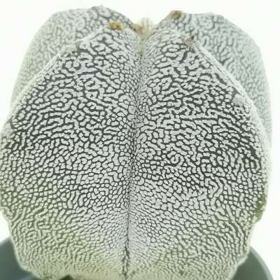 Astrophytum myriostigma cv. Onzuka Fukuryu ((Type A) quadricostatum - Giromagi