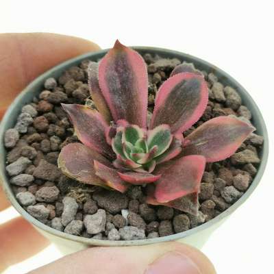 Aeonium 'Medusa'