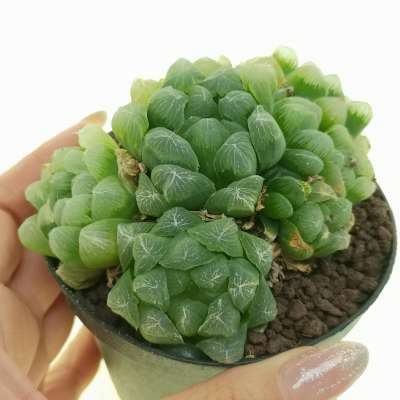 Haworthia cooperi var. pilifera