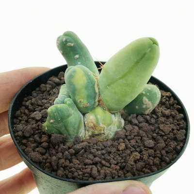 Trichocereus bridgesii mostruoso variegato (Own roots)