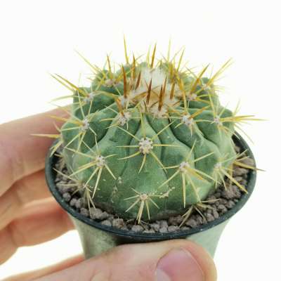 Copiapoa gigantea var. haseltoniana (Own roots)