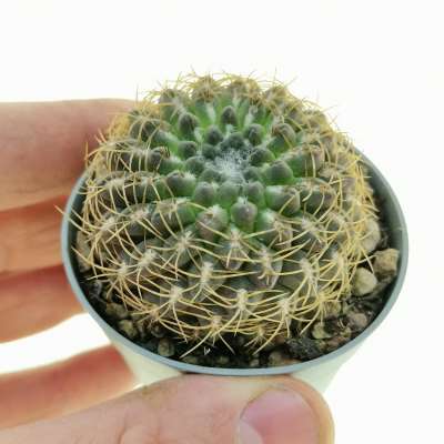 Neoporteria napina var. aerocarpa