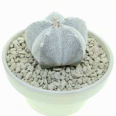 Astrophytum myriostigma cv. Onzuka - Giromagi