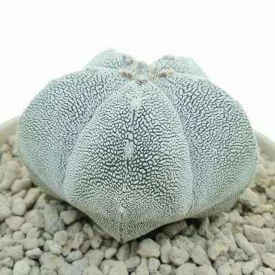 Astrophytum myriostigma cv. Onzuka - Giromagi