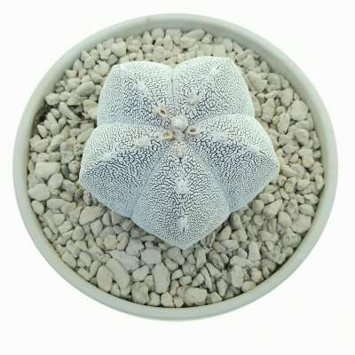 Astrophytum myriostigma cv. Onzuka - Giromagi