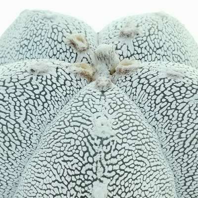 Astrophytum myriostigma cv. Onzuka - Giromagi