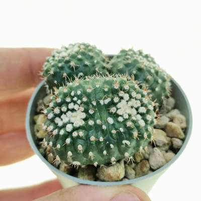 Notocactus uebelmannianus f. dicotomica