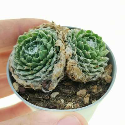 Sempervivum arachnoideum