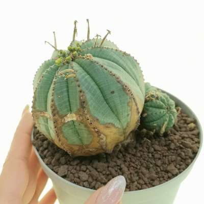 Euphorbia obesa (Rare form)